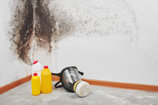 Best Mold Cleaning Services  in Von Ormy, TX