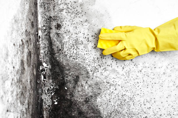 Best Mold Remediation Experts  in Von Ormy, TX