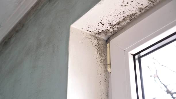 Best Residential Mold Removal  in Von Ormy, TX