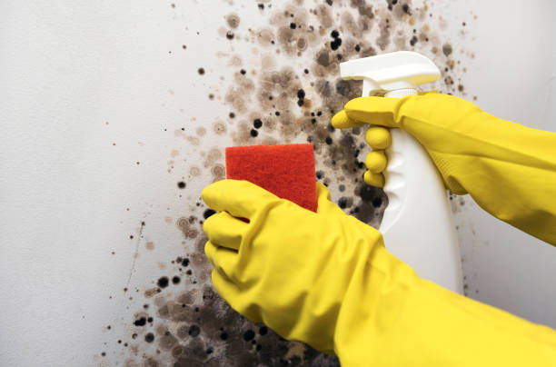 Best Mold Testing  in Von Ormy, TX