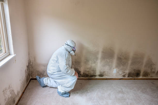 Best Mold Testing and Removal  in Von Ormy, TX