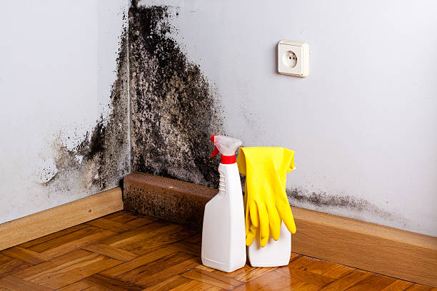 Mold Removal Process in Von Ormy, TX