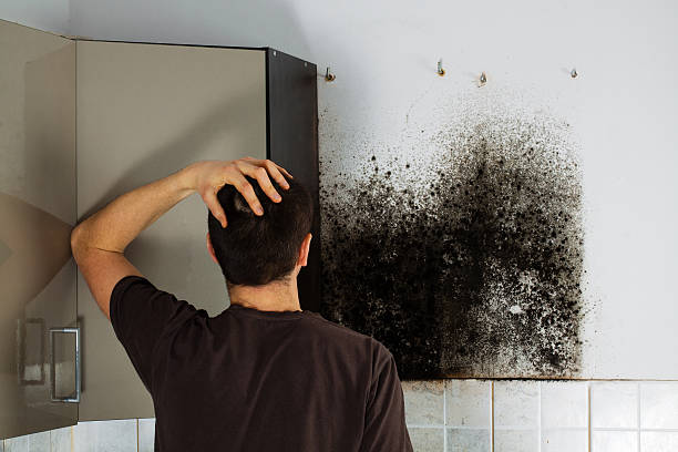 Best Commercial Mold Removal  in Von Ormy, TX