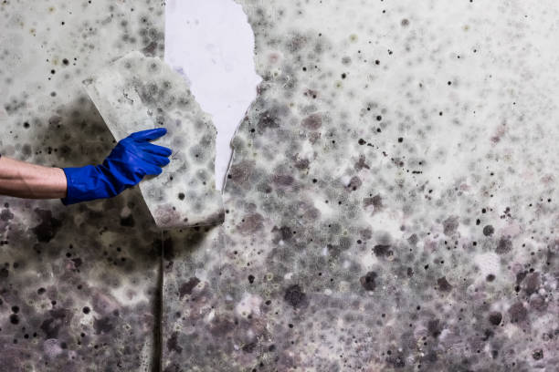 Best Emergency Mold Removal  in Von Ormy, TX