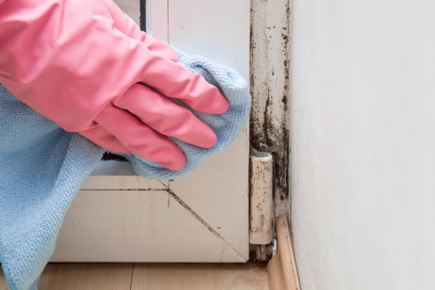 Best Certified Mold Removal  in Von Ormy, TX
