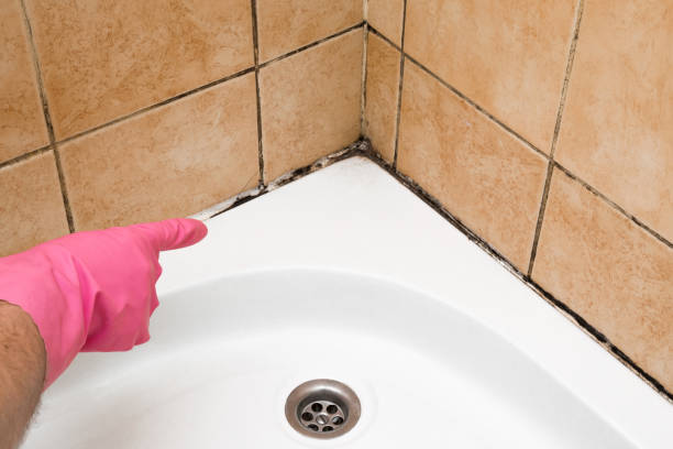 Best Black Mold Removal  in Von Ormy, TX