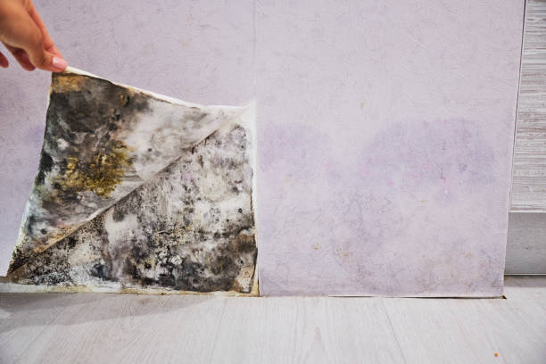 Best Attic Mold Removal  in Von Ormy, TX